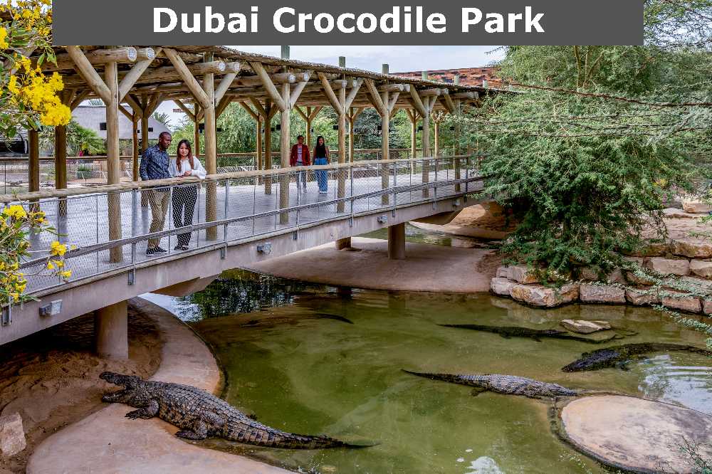 Latest tourist attraction in Dubai having crocodile just below the bridge.