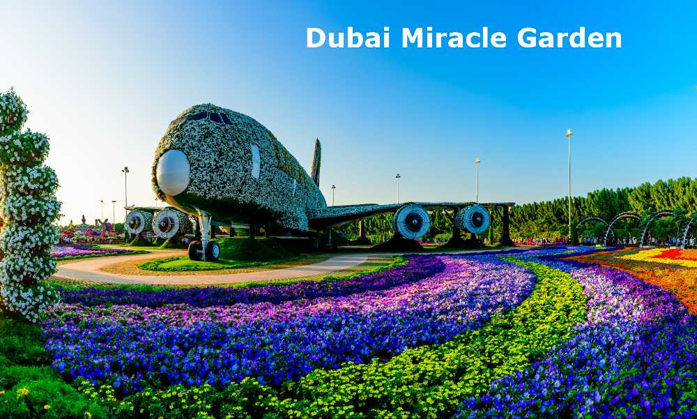 The picture displays a plane surrounded by captivating colorful plants, creating a mesmerizing scene for visitors.