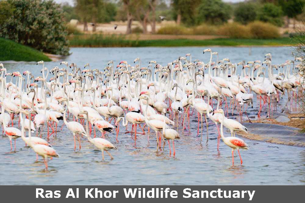 Ras Al Khor Wildlife Sanctuary- a free beautiful place 