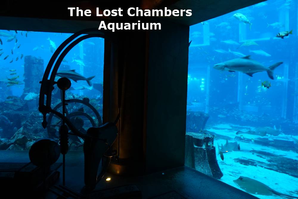 A picturesque scene of The Lost Chambers Aquarium, where fish gracefully swim outside against the glass, making it a must-visit destination in Dubai at night.